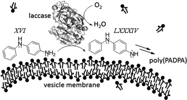 Fig. 17