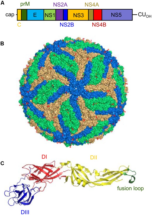 FIGURE 3