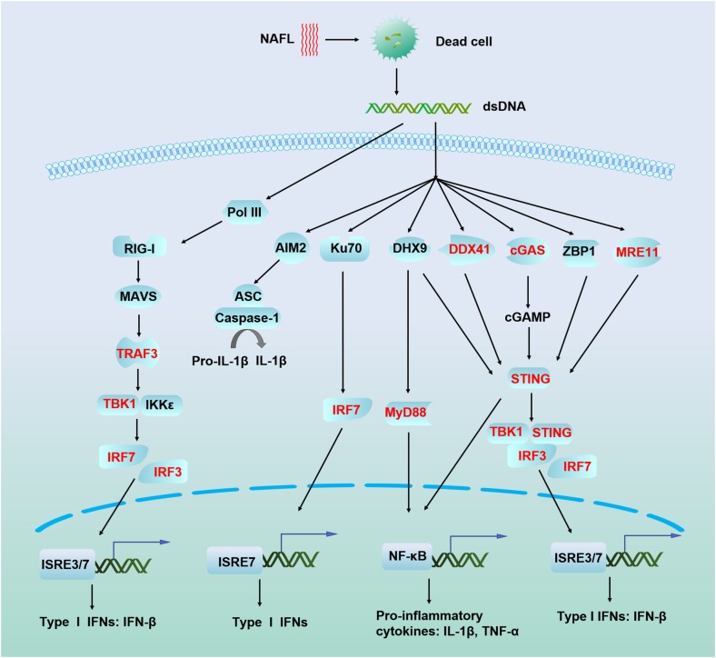 FIGURE 6