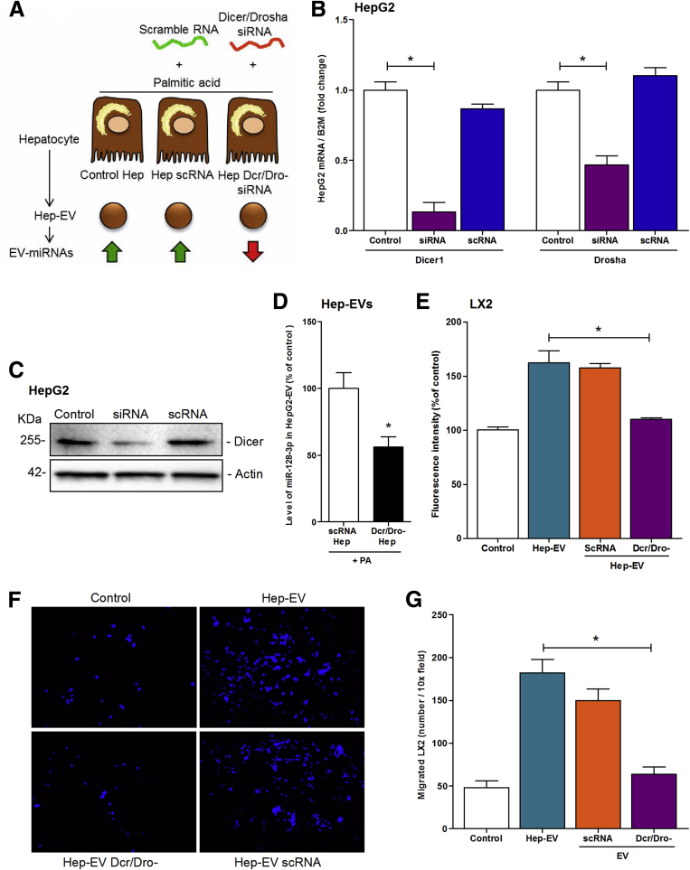 Figure 6