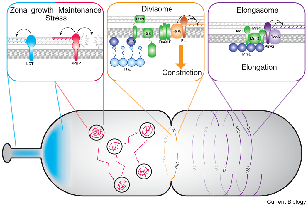 Figure 2: