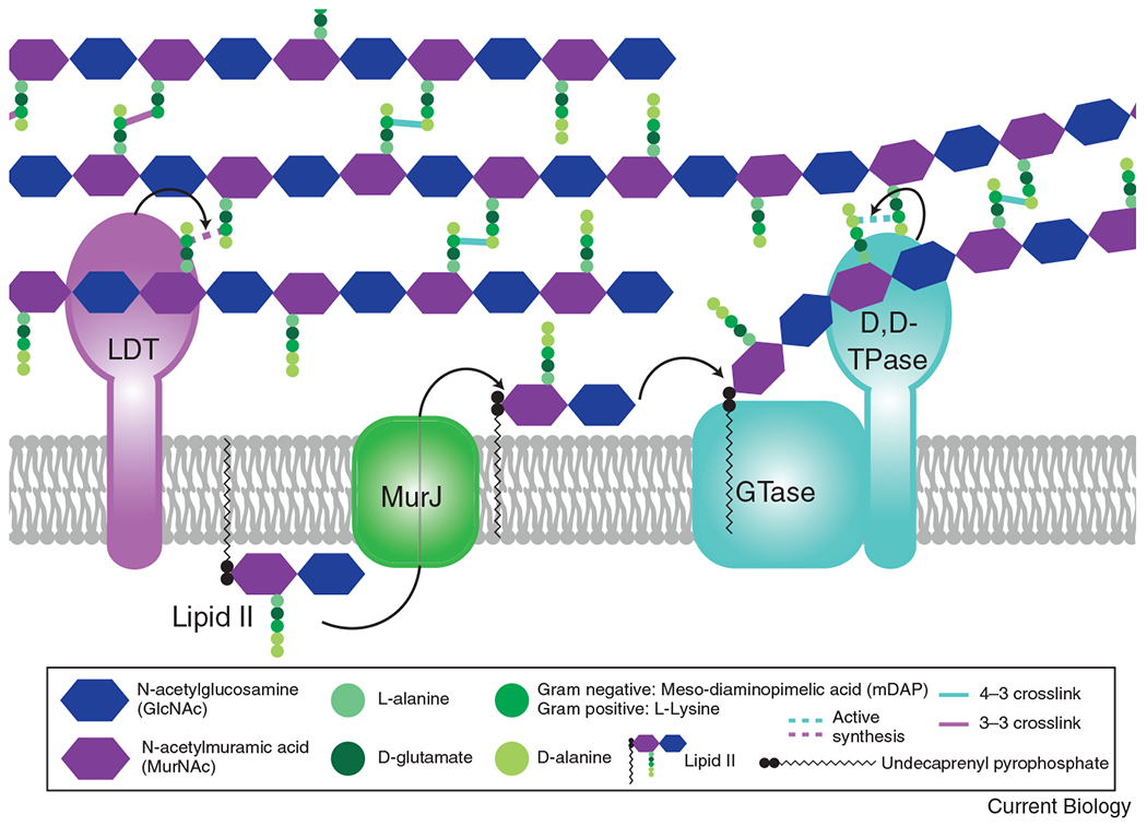 Figure 1: