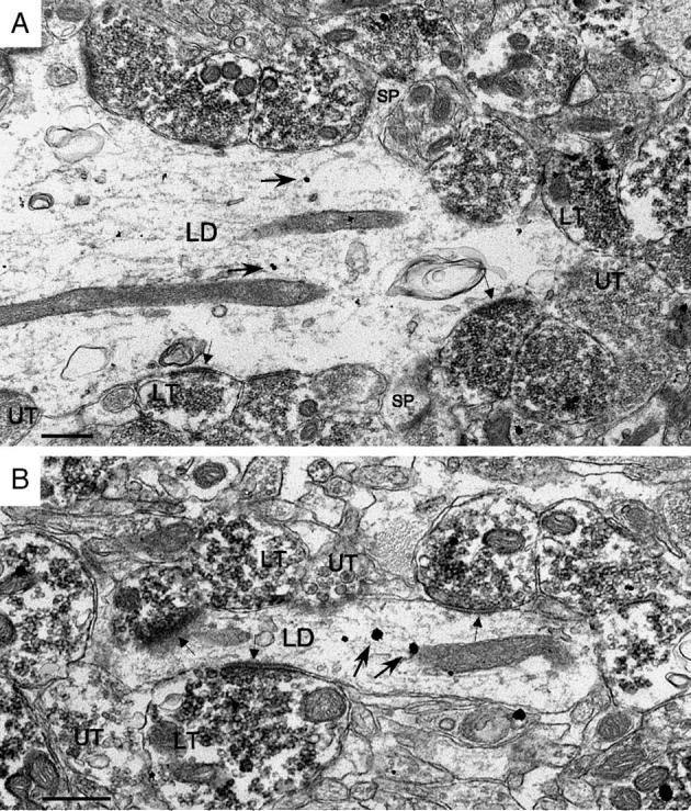 Fig. 10