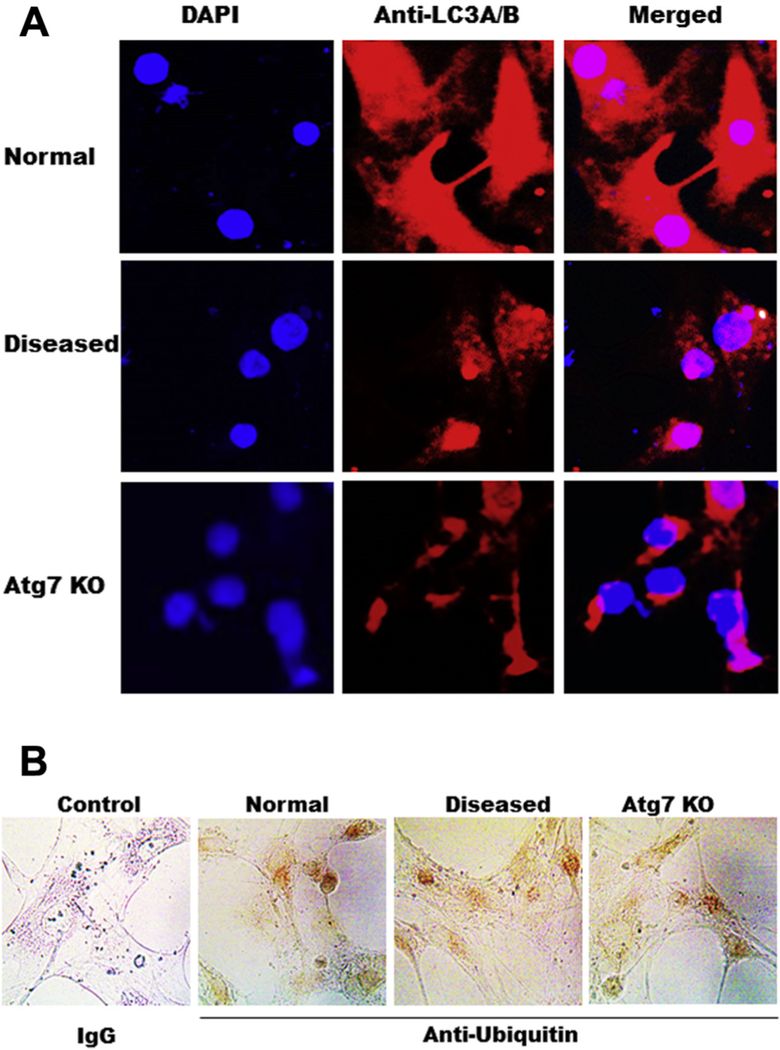 Fig. 4 -