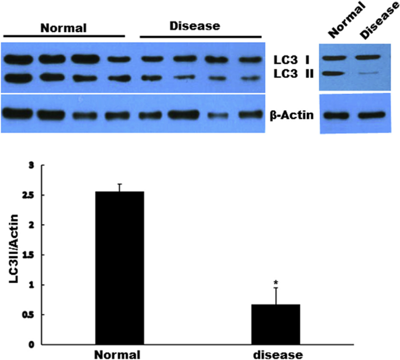 Fig. 1 -