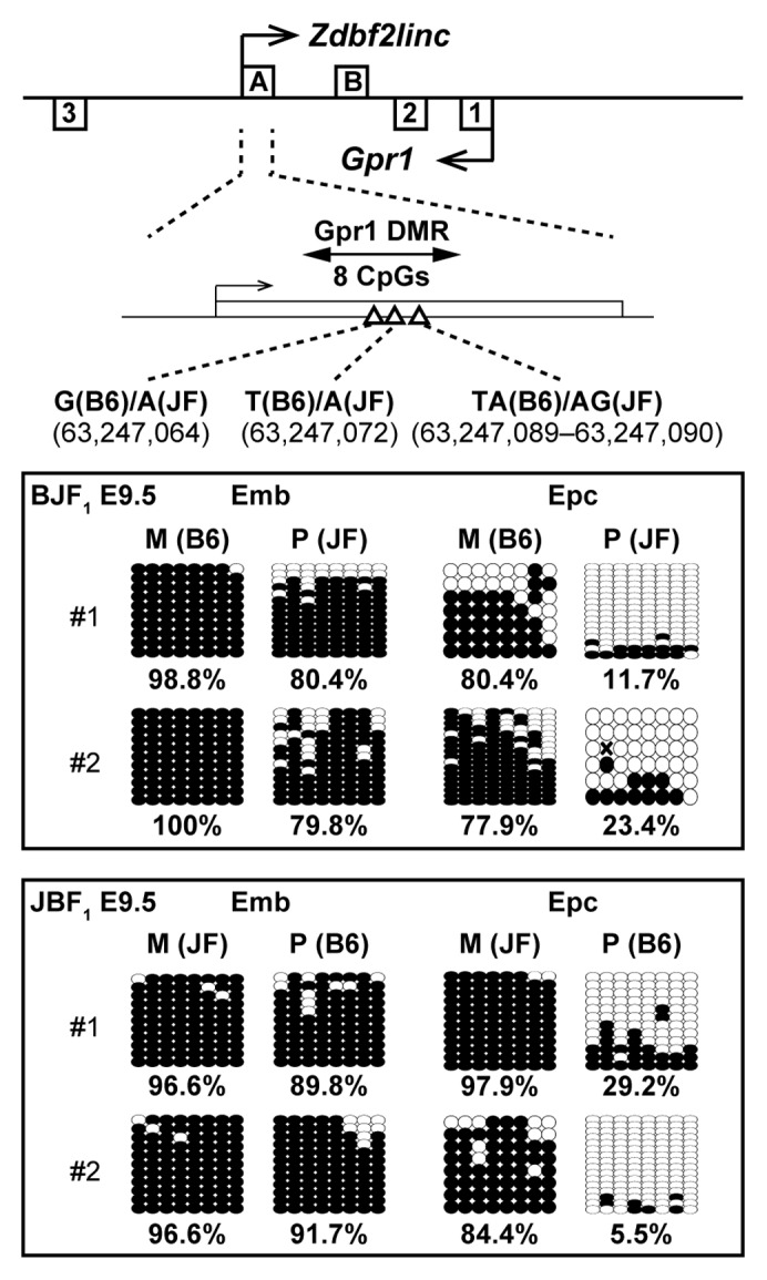 graphic file with name epi-8-635-g6.jpg