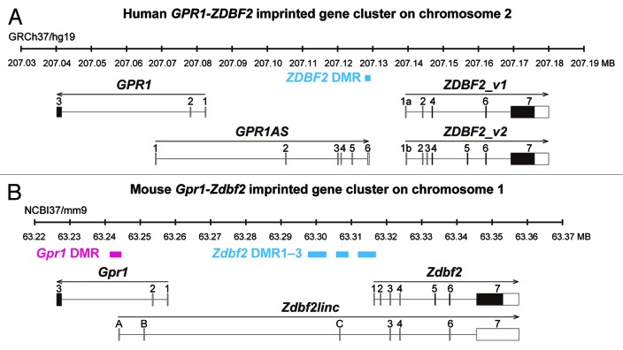 graphic file with name epi-8-635-g1.jpg