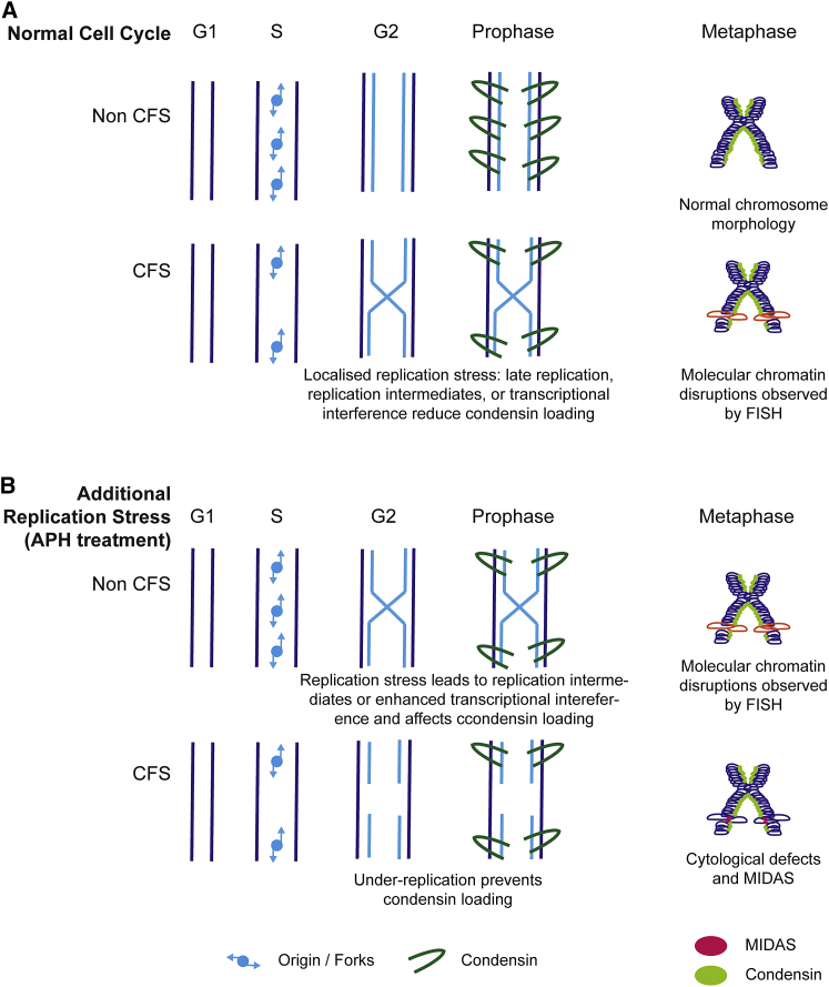 Figure 7