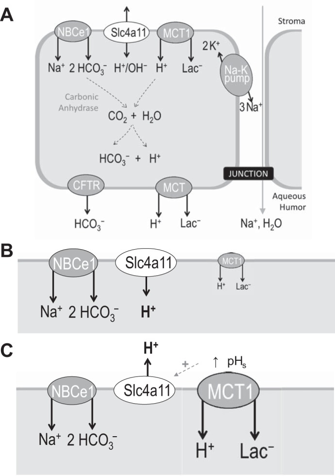 Fig. 10.