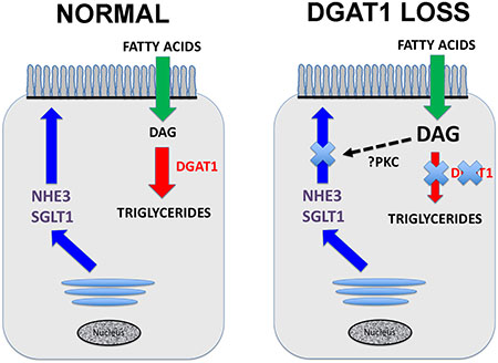 graphic file with name nihms-985974-f0001.jpg