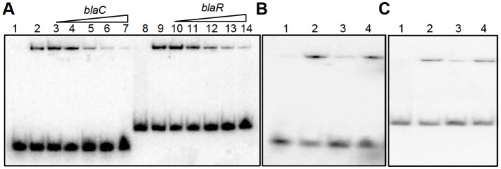 Figure 8—figure supplement 1.