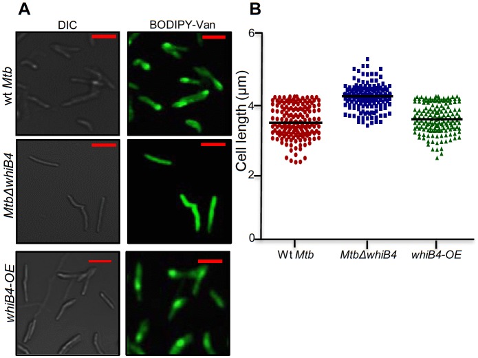 Figure 6—figure supplement 3.