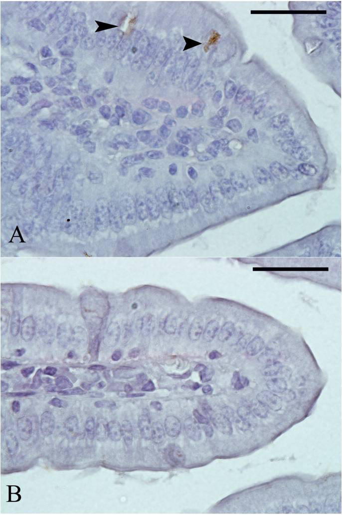 Supplementary Fig. S1