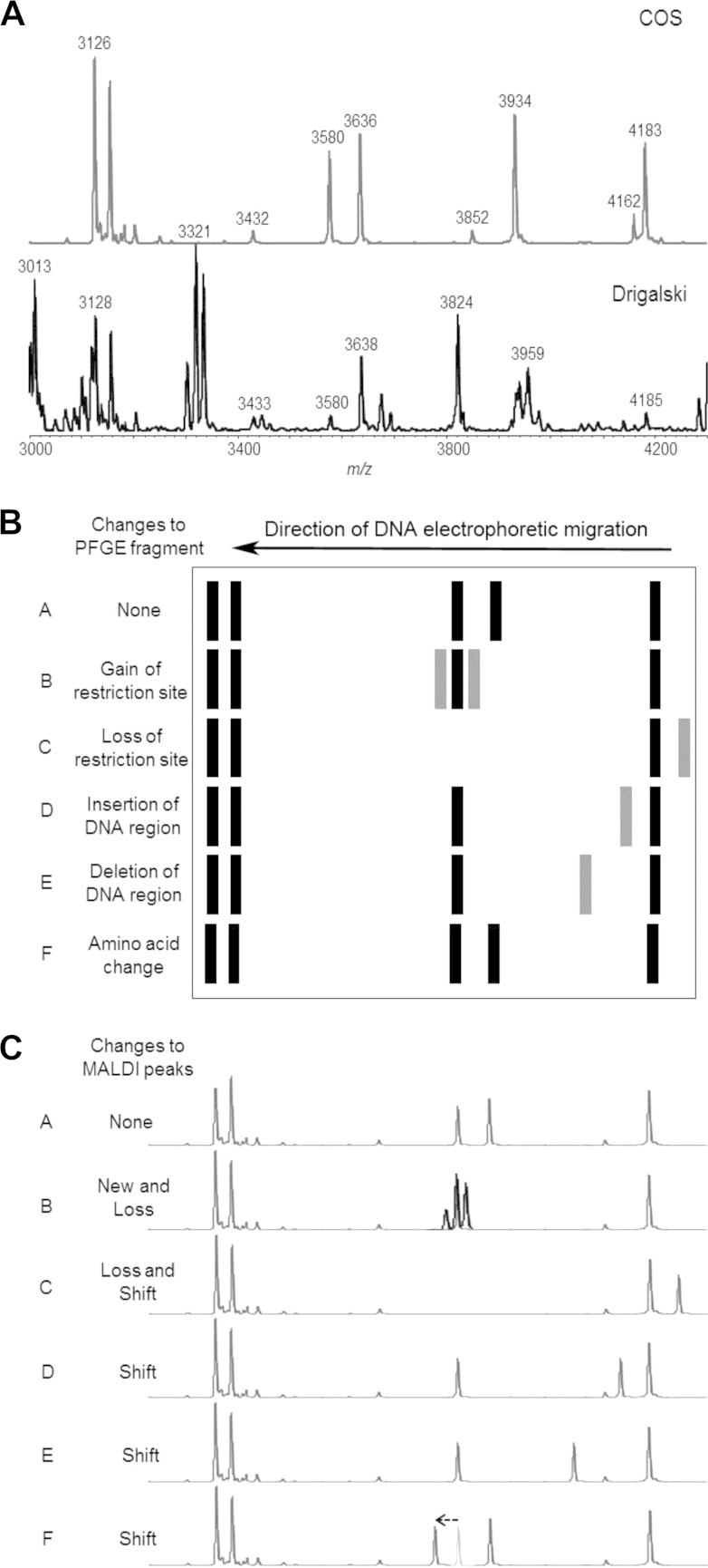 FIG 1