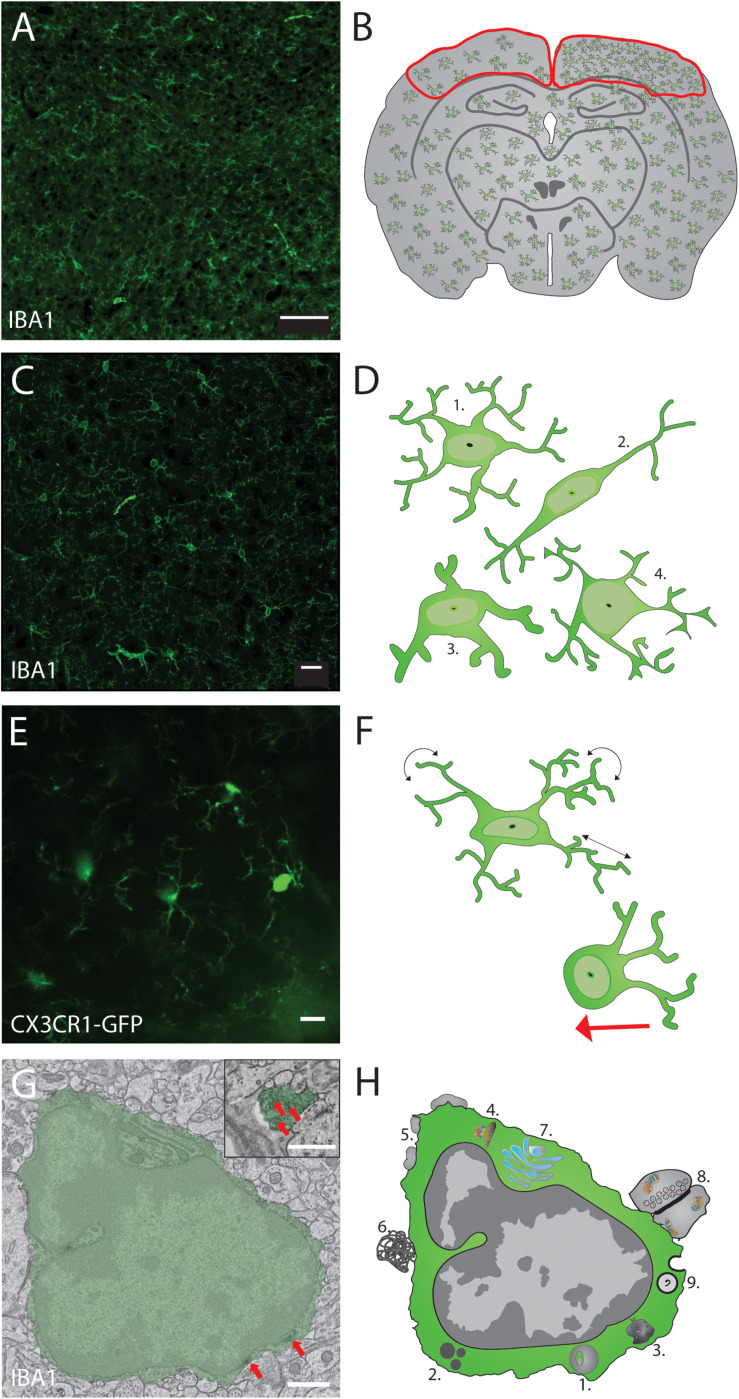 FIGURE 1