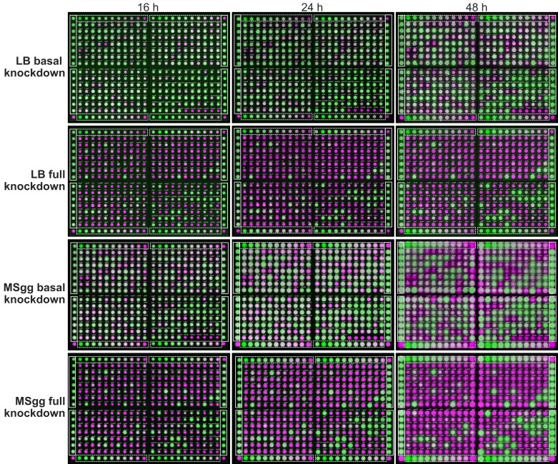 Figure 1—figure supplement 2.