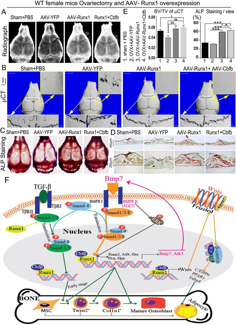 Fig 11