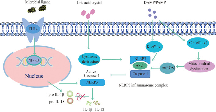 FIGURE 1