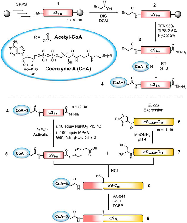 Scheme 1.