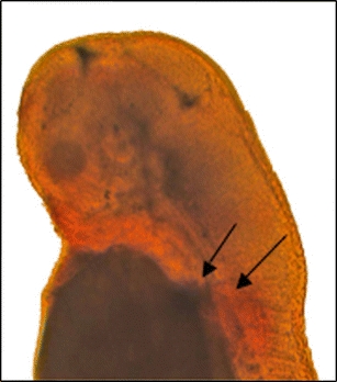 Fig. 2