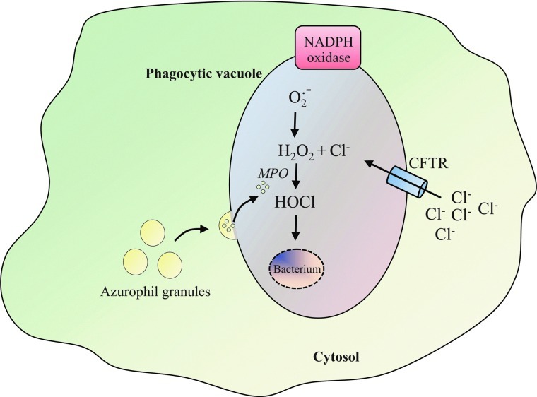 FIG. 1.