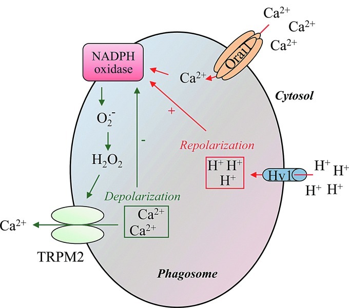 FIG. 6.