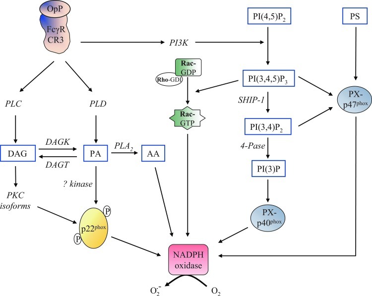 FIG. 3.