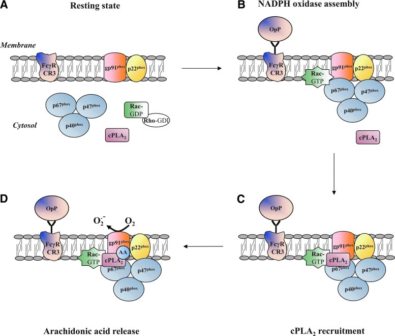 FIG. 2.