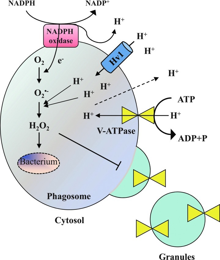 FIG. 7.