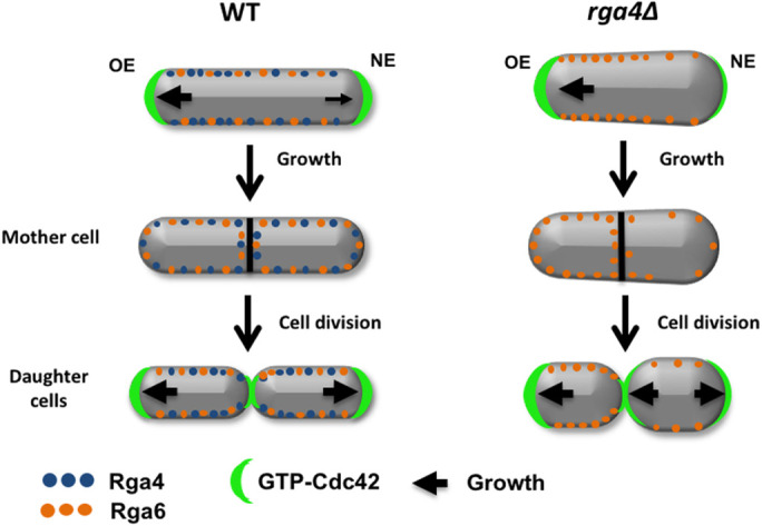 FIGURE 9: