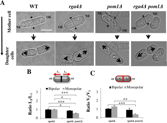 FIGURE 6: