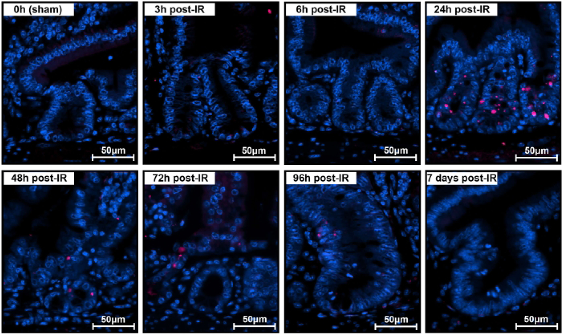 Figure 3: