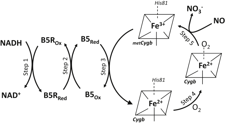 Figure 11