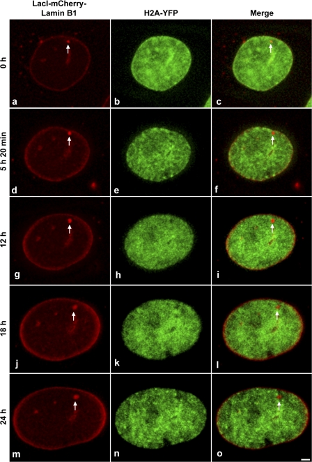 Figure 5.