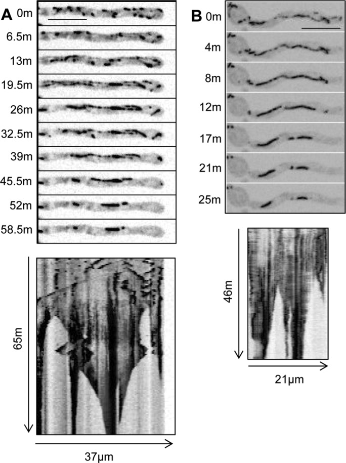 FIGURE 4: