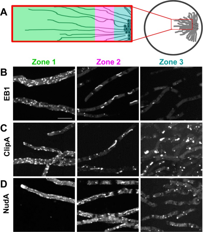 FIGURE 6: