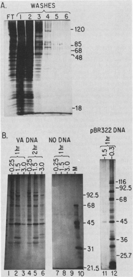 graphic file with name molcellb00093-0111-b.jpg
