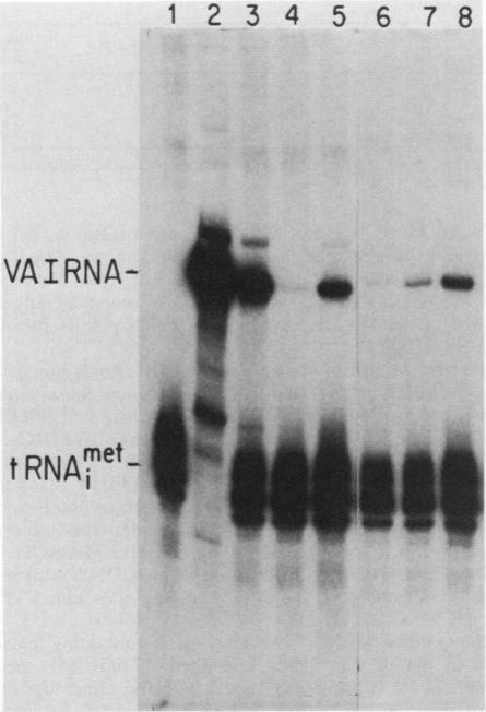 graphic file with name molcellb00093-0111-a.jpg