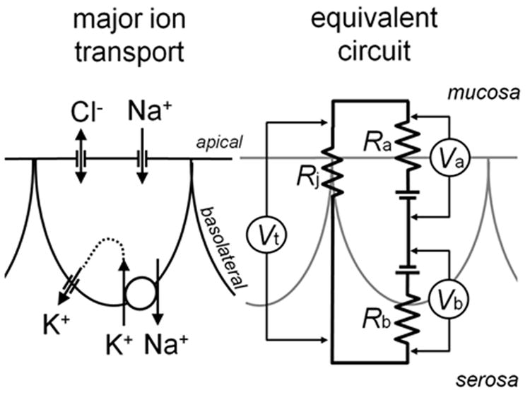 Fig. 3