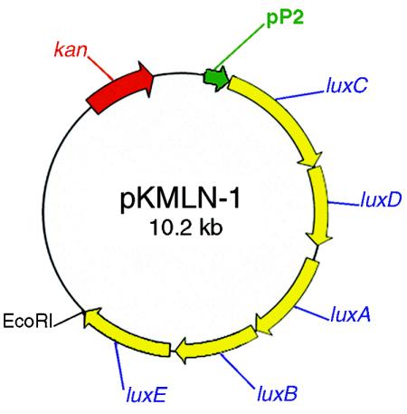 FIG. 1.