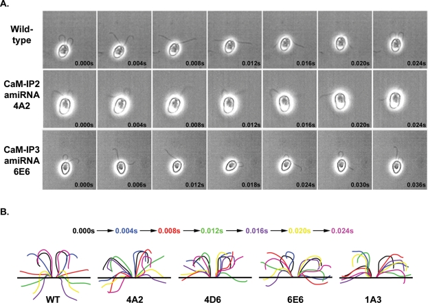 FIGURE 7: