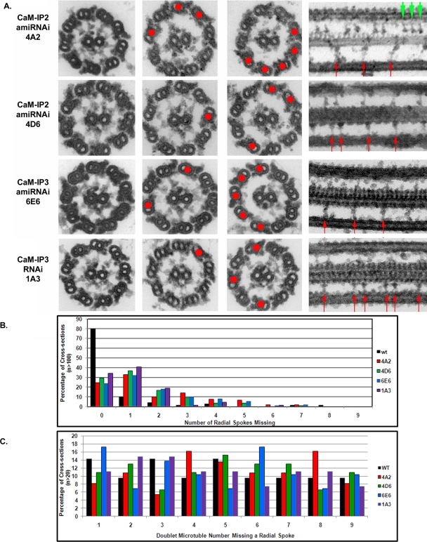 FIGURE 4: