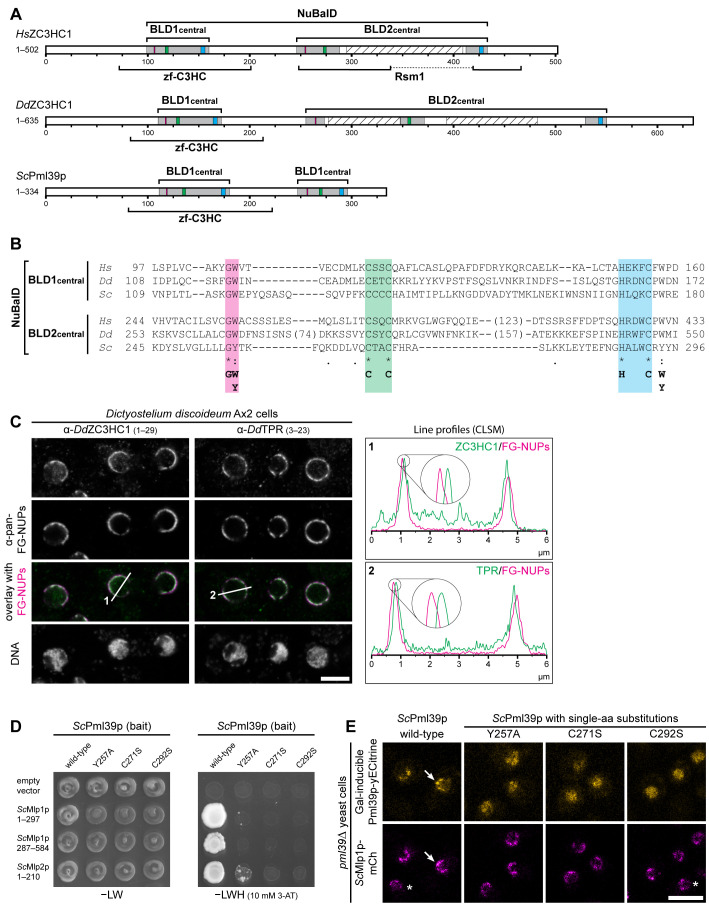 FIGURE 4: