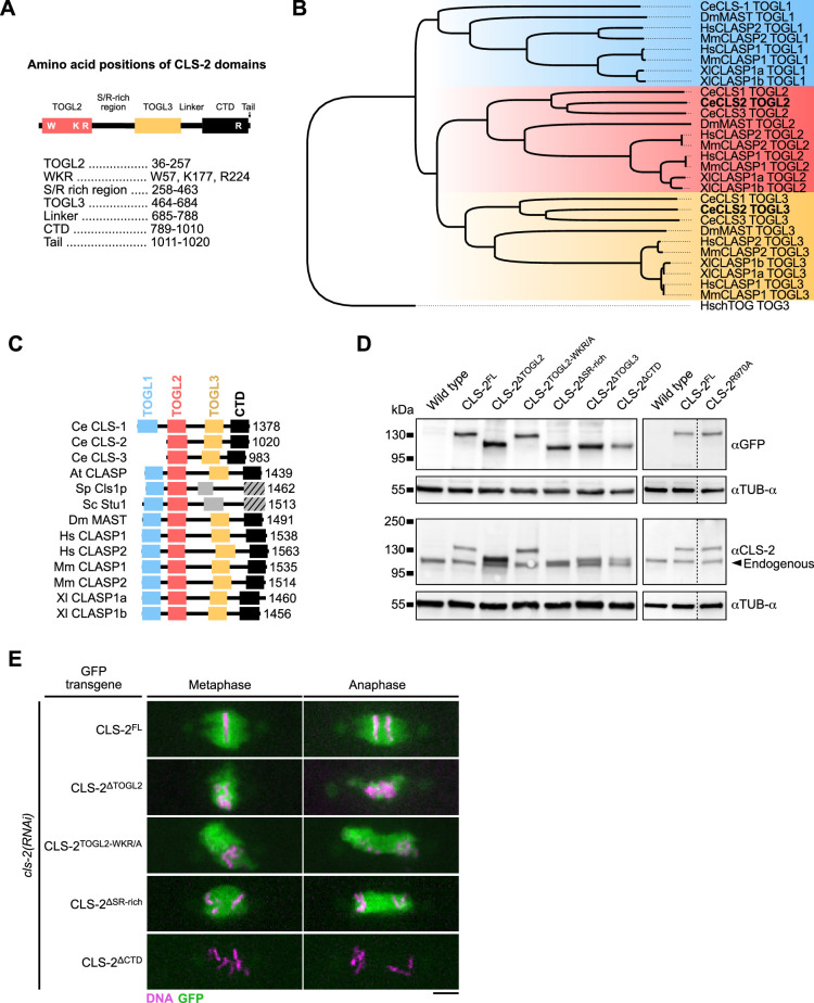 Figure 5—figure supplement 1.