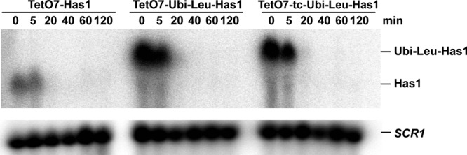 FIGURE 3: