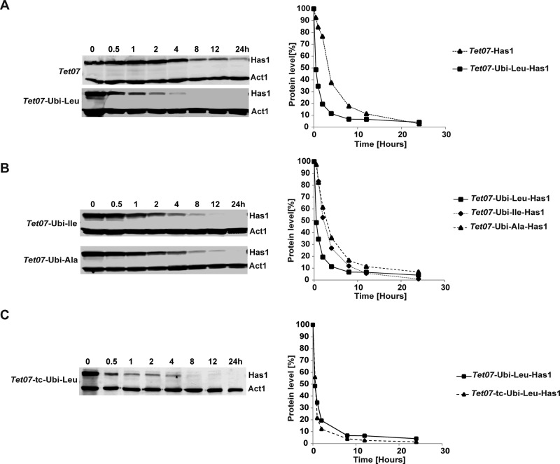 FIGURE 2: