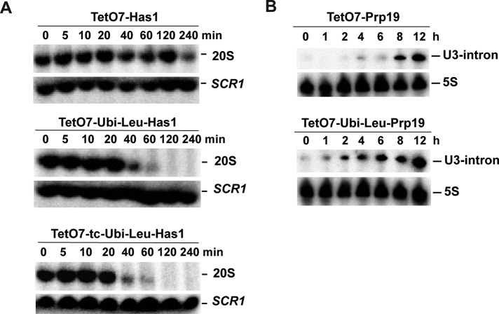 FIGURE 5: