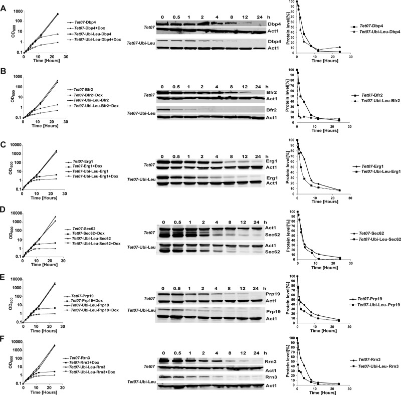 FIGURE 4: