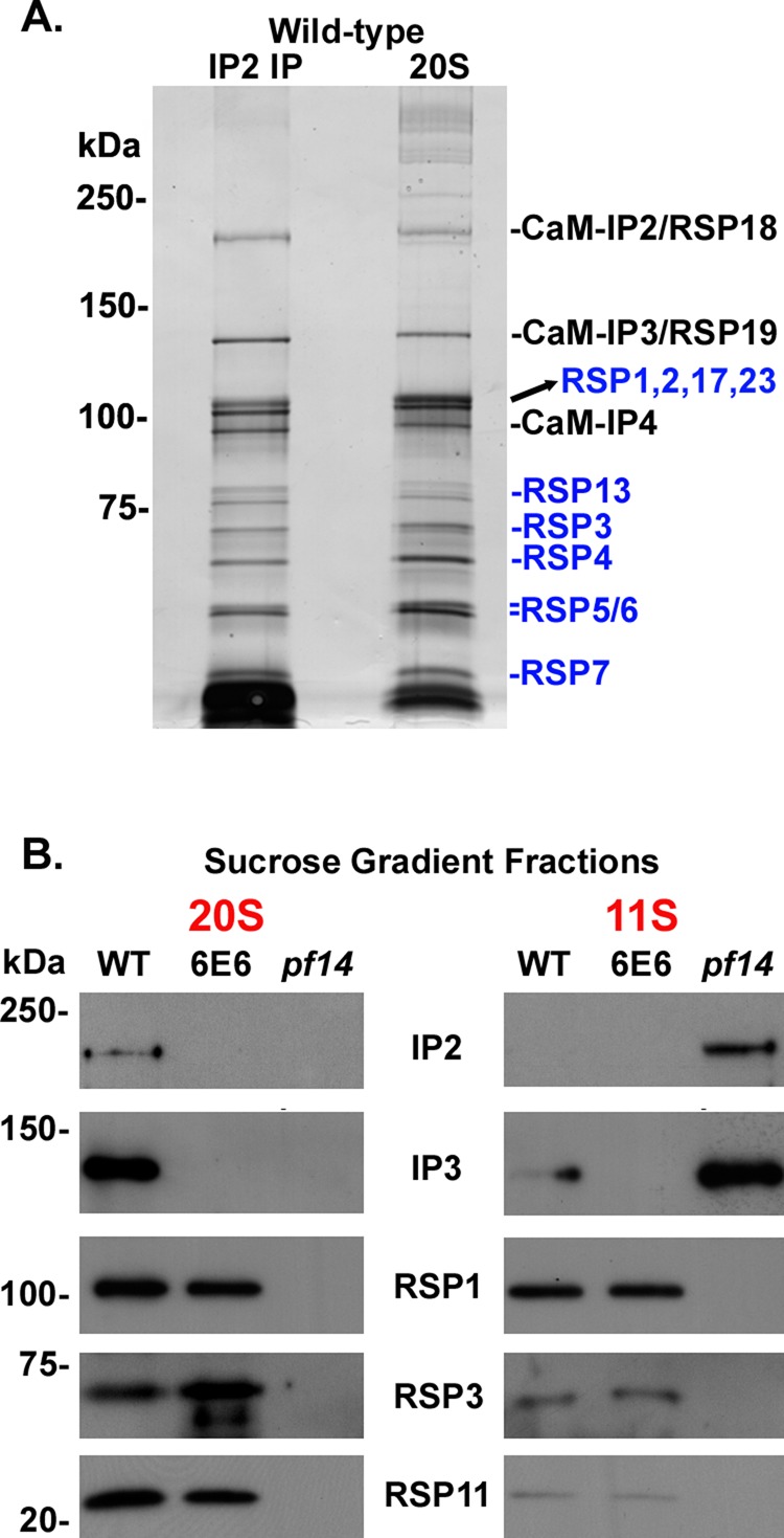 FIGURE 2: