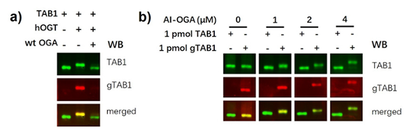 Fig. 3